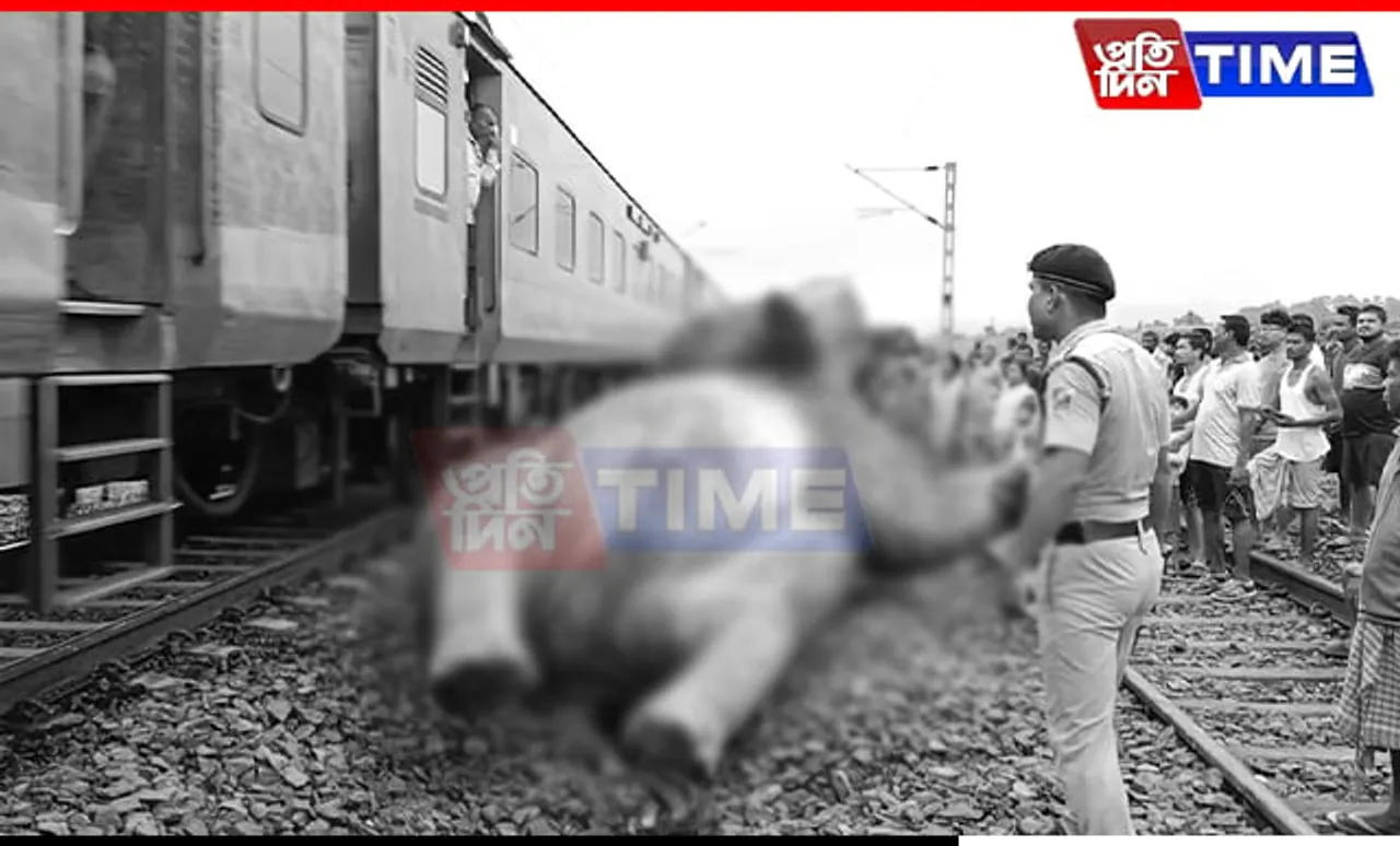 Assam: Train Mows Down Elephant In Jagiroad